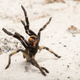 This is an individual of the newly described species (Ceratogyrus attonitifer) in defensive posture (typical for baboon spiders) in its natural habitat.